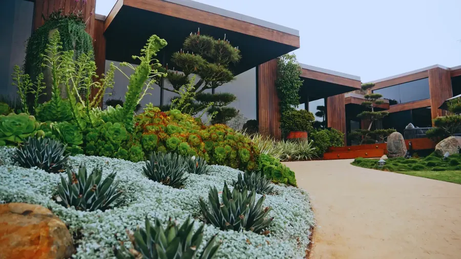 Manicured succulent beds and sculpted pines kept weekly beside a modern home